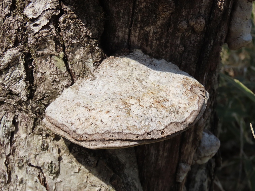 Fomitopsis dickinsii · April 2026 · photo: © belvedere04 (iNaturalist, cc-by-nc)