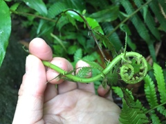 Pseudocyclosorus esquirolii