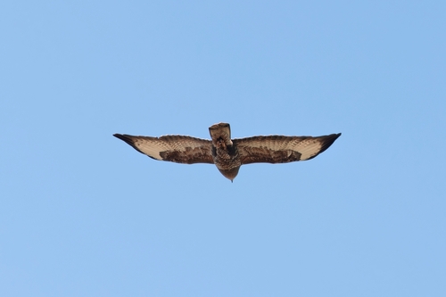 Common Buzzard