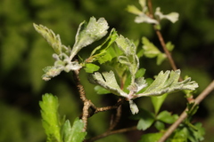 Podosphaera clandestina