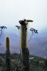 Cleistocactus viridiflorus