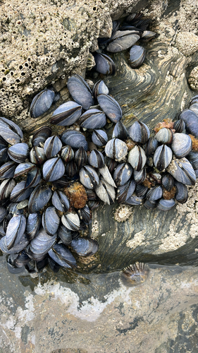 Mytilus edulis