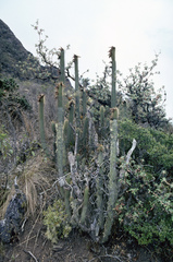 Cleistocactus viridiflorus
