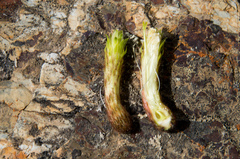 Cleistocactus viridiflorus