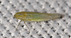 Dikraneura angustata