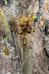 Cleistocactus viridiflorus