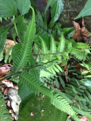 Pseudocyclosorus esquirolii