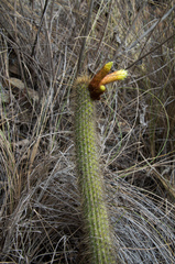 Cleistocactus viridiflorus