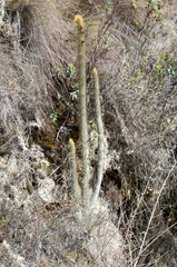 Cleistocactus viridiflorus