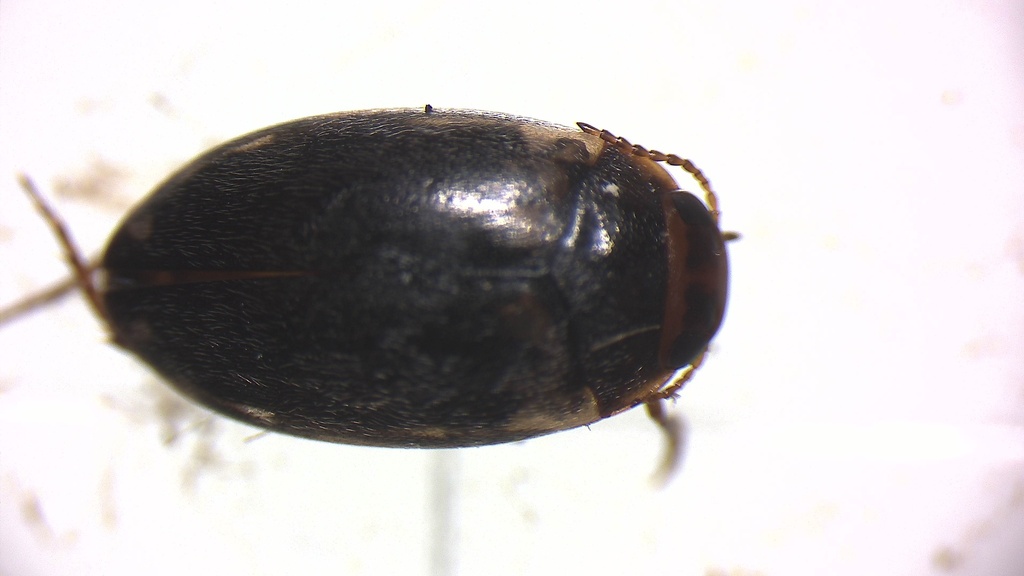 Hydroporus limbatus