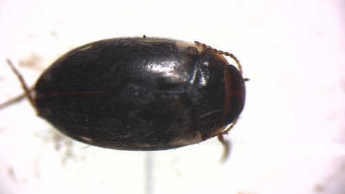 Hydroporus limbatus