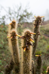 Cleistocactus viridiflorus