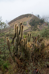 Cleistocactus viridiflorus