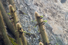Cleistocactus viridiflorus