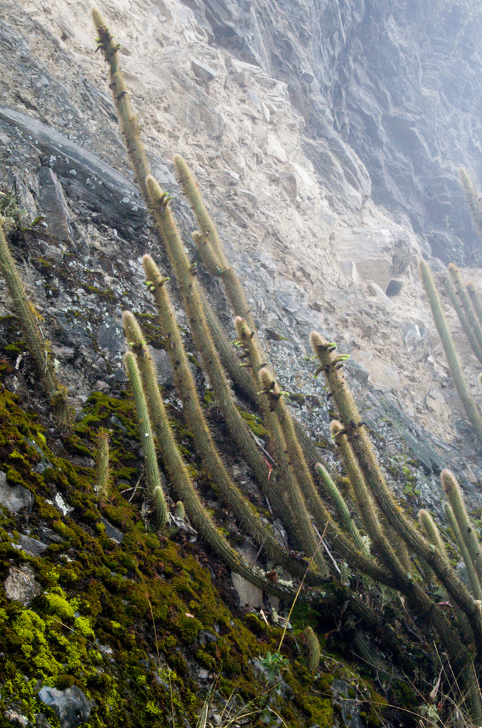Cleistocactus viridiflorus