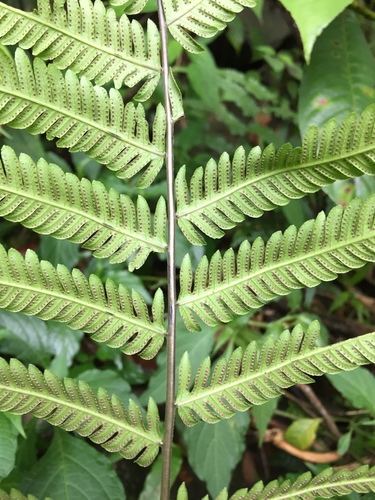 Pseudocyclosorus