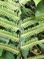 Pseudocyclosorus esquirolii