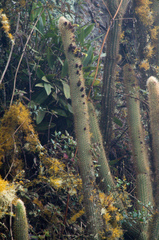 Cleistocactus viridiflorus