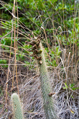 Cleistocactus viridiflorus