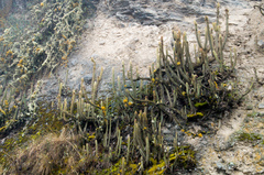 Cleistocactus viridiflorus