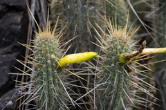 Cleistocactus viridiflorus