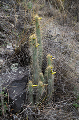 Cleistocactus viridiflorus