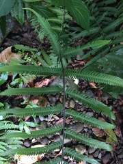 Pseudocyclosorus esquirolii