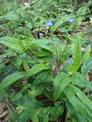 Omphalodes nitida