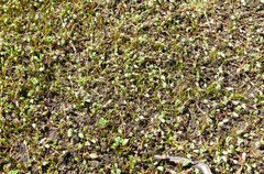 Alchemilla diplophylla