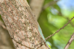 Phelsuma mutabilis