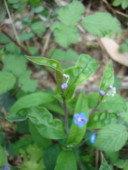 Omphalodes nitida