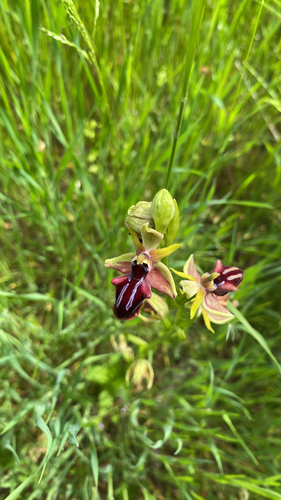 Bosom Orchid