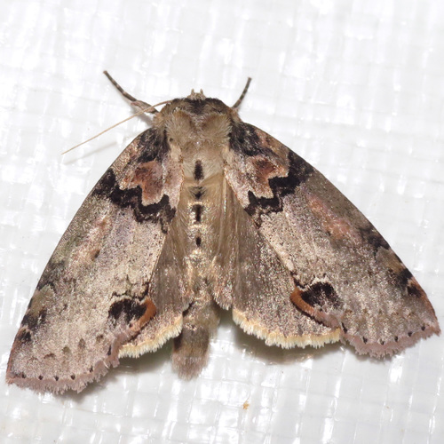 Tufted Thyatirine Moth