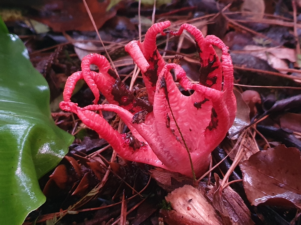Clathrus archeri · April 2026 · photo: © corli (iNaturalist, cc-by)