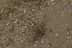 Luzula capitata