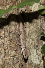 Lygodactylus tolampyae