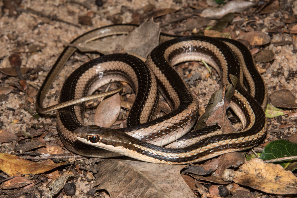 Bernier's Striped Snake