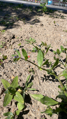 German Madwort (Asperugo procumbens)