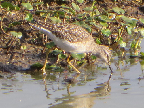 Wood Sandpiper, photo 6 of 10