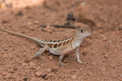 Chalarodon madagascariensis