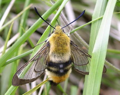 Hemaris tityus