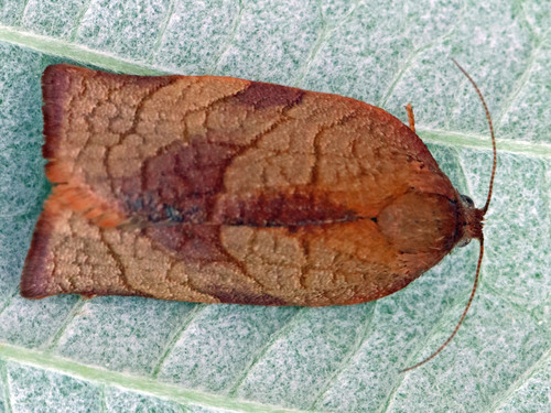 Carnation Tortrix