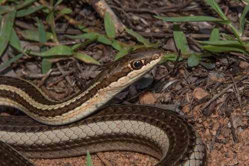 Bernier's Striped Snake