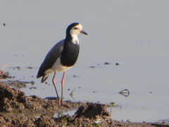 Vanellus crassirostris