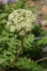 Seseli mucronatum