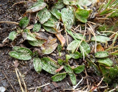 Azorella biloba