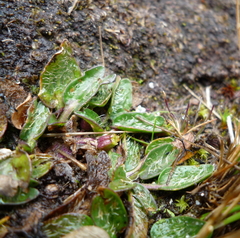 Azorella biloba