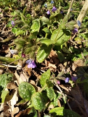 Pulmonaria saccharata