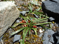 Calandrinia acaulis