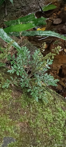 Salvia pygmaea iNat (3)